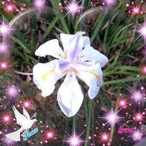 Meet your Posher, Jin